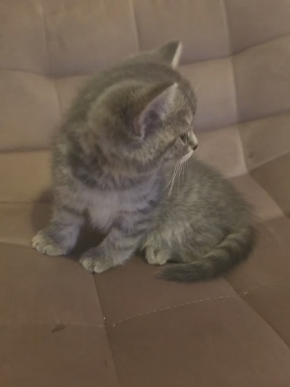 Mixed Breed cats for sale: Female kitten 8 weeks old  - Video 1