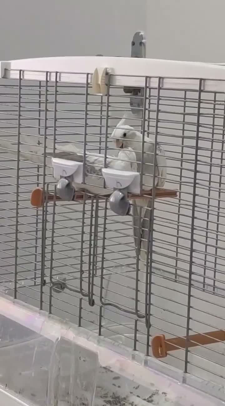 Cockatiels birds for sale: Leeds Hyde park Road  - Video 1