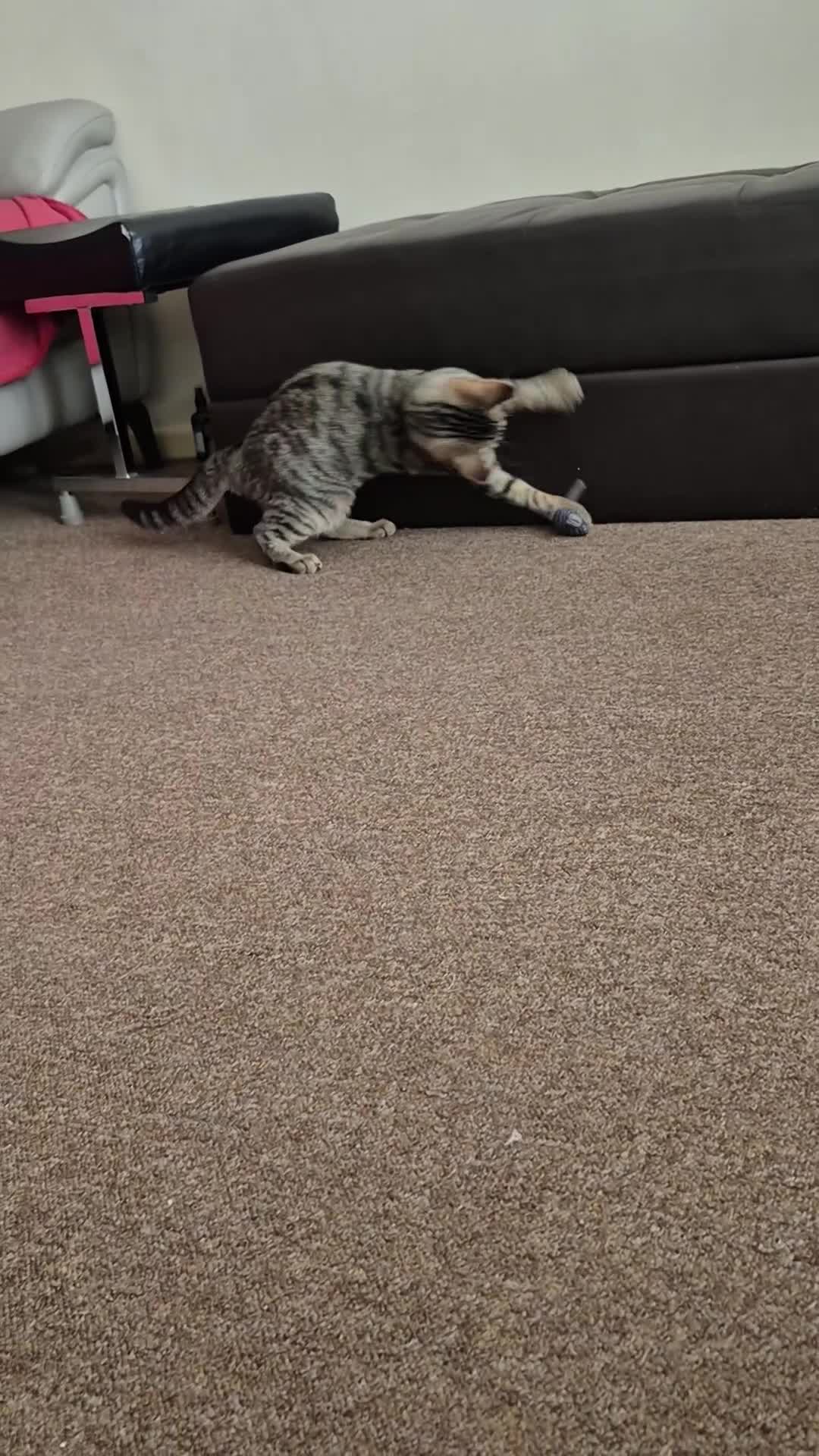 British Shorthair cats for sale: FOUND NEW HOMES - CUTE BROWN TABBY KITTEN  - Video 4