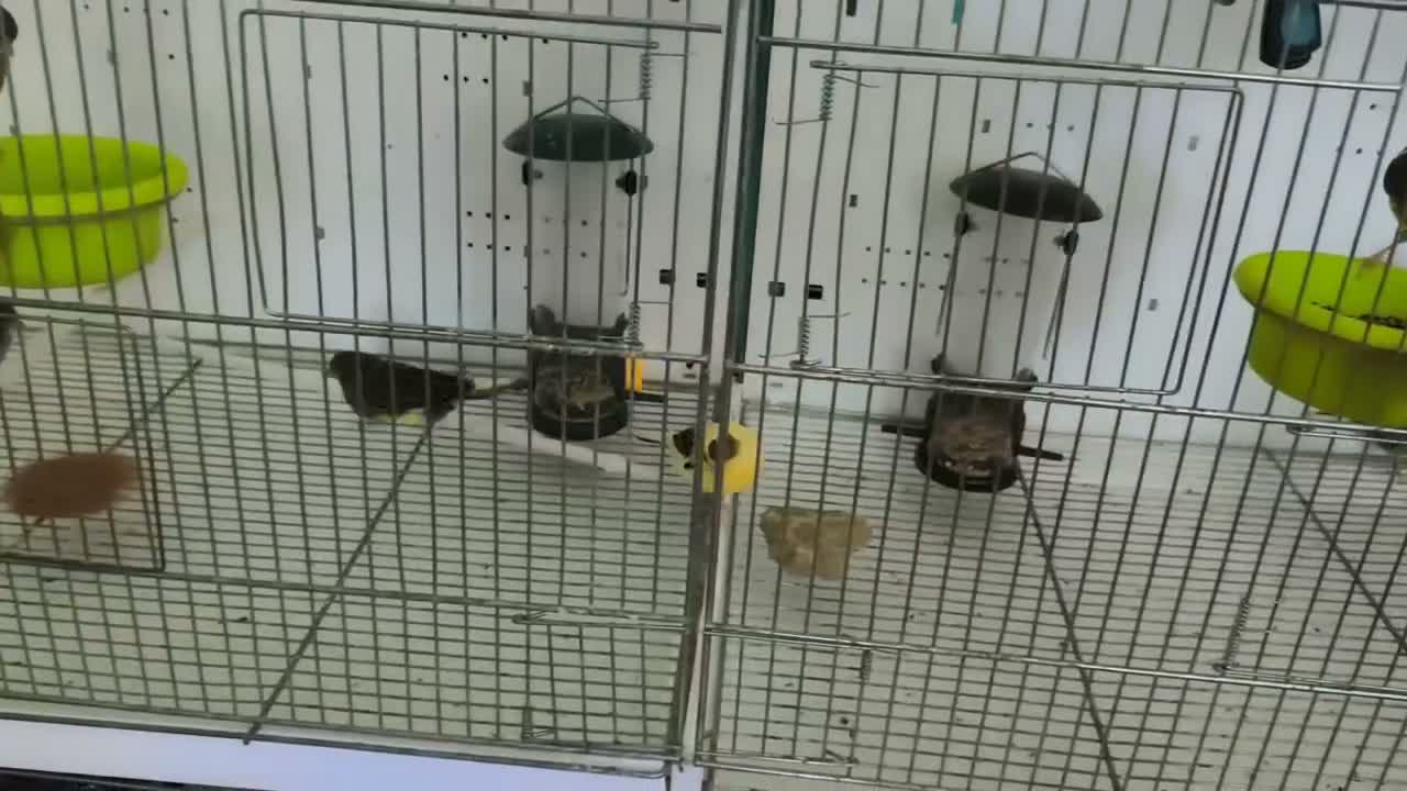 Canaries birds for sale: Canaries 15£ each the black and 20£ the yellow  - Video 1