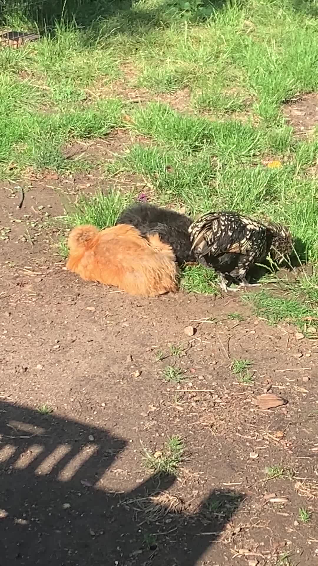 Chickens poultry for sale: 2x silkies 1x polish  - Video 1
