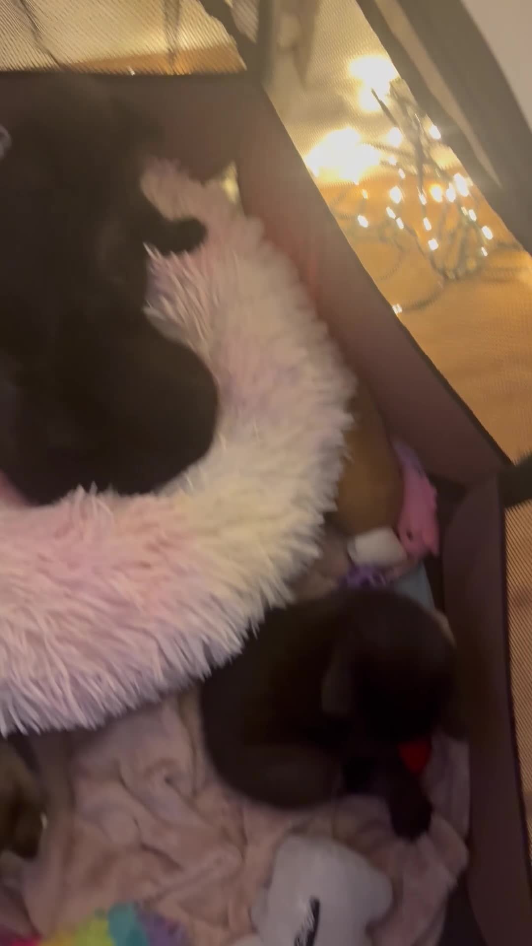 Bengal cats for sale: Bengal x  - Video 1