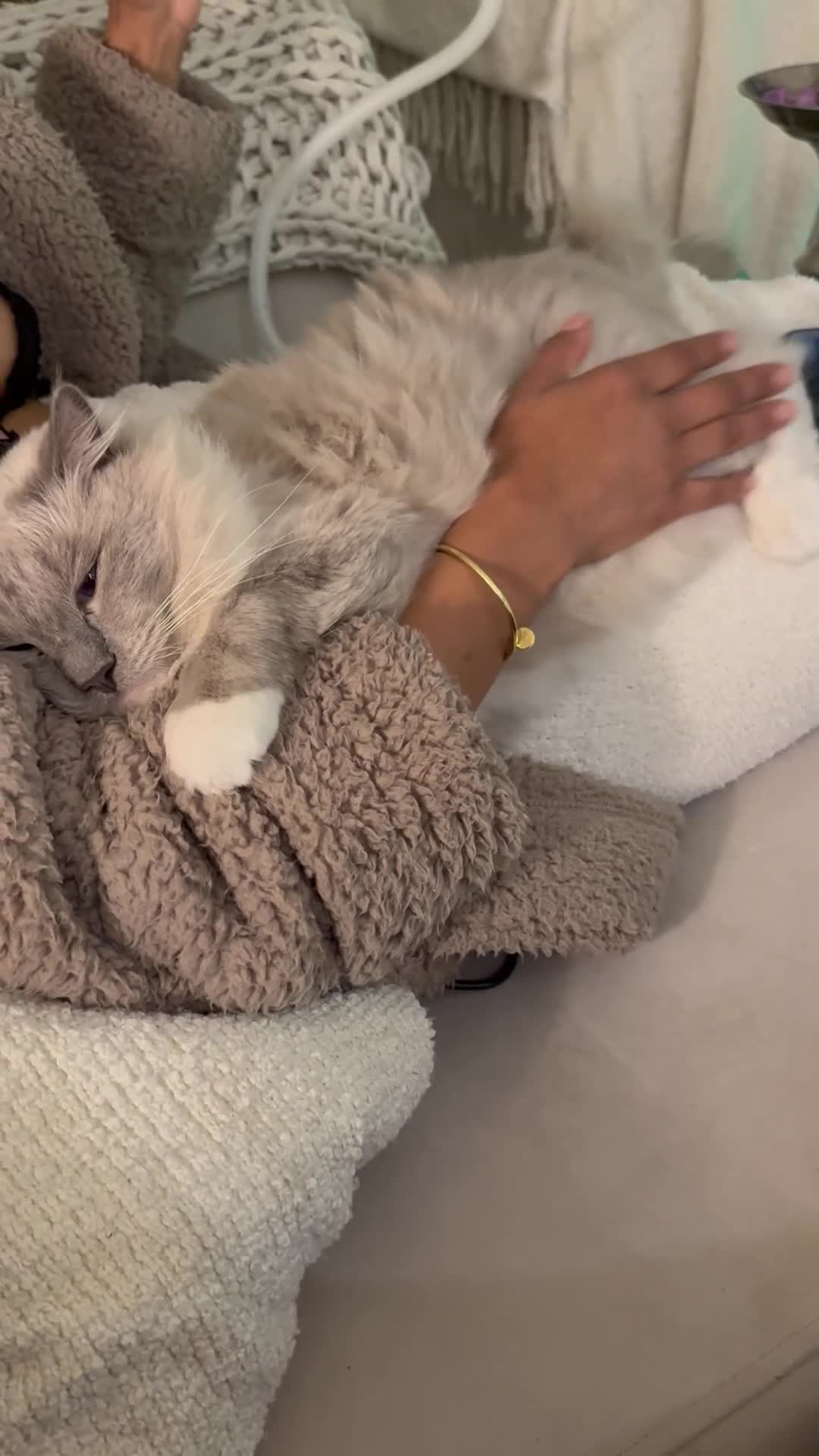 Ragdoll cats for sale: Beautiful affectionate pedigree ragdoll kittens 💙 - Video 1