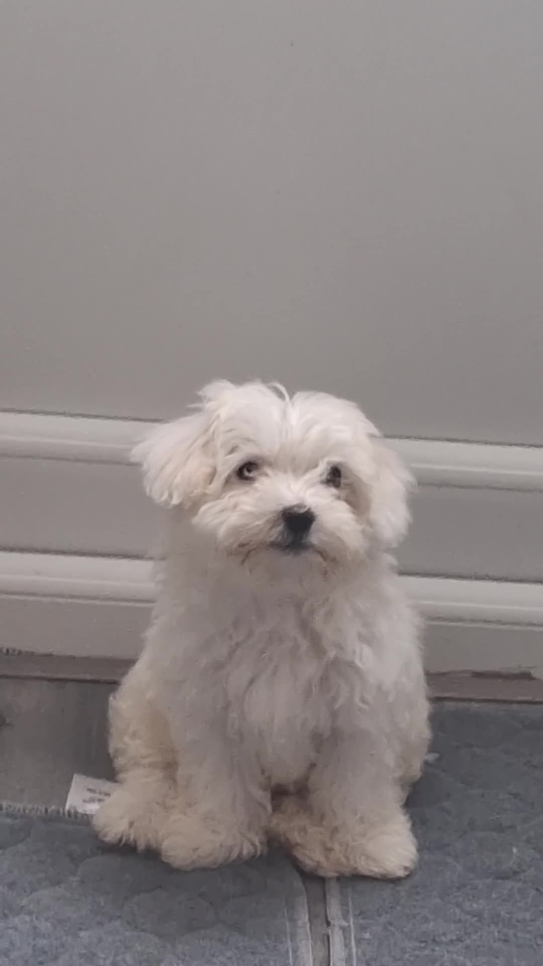 Mixed Breed dogs for sale: Puppy  - Video 1