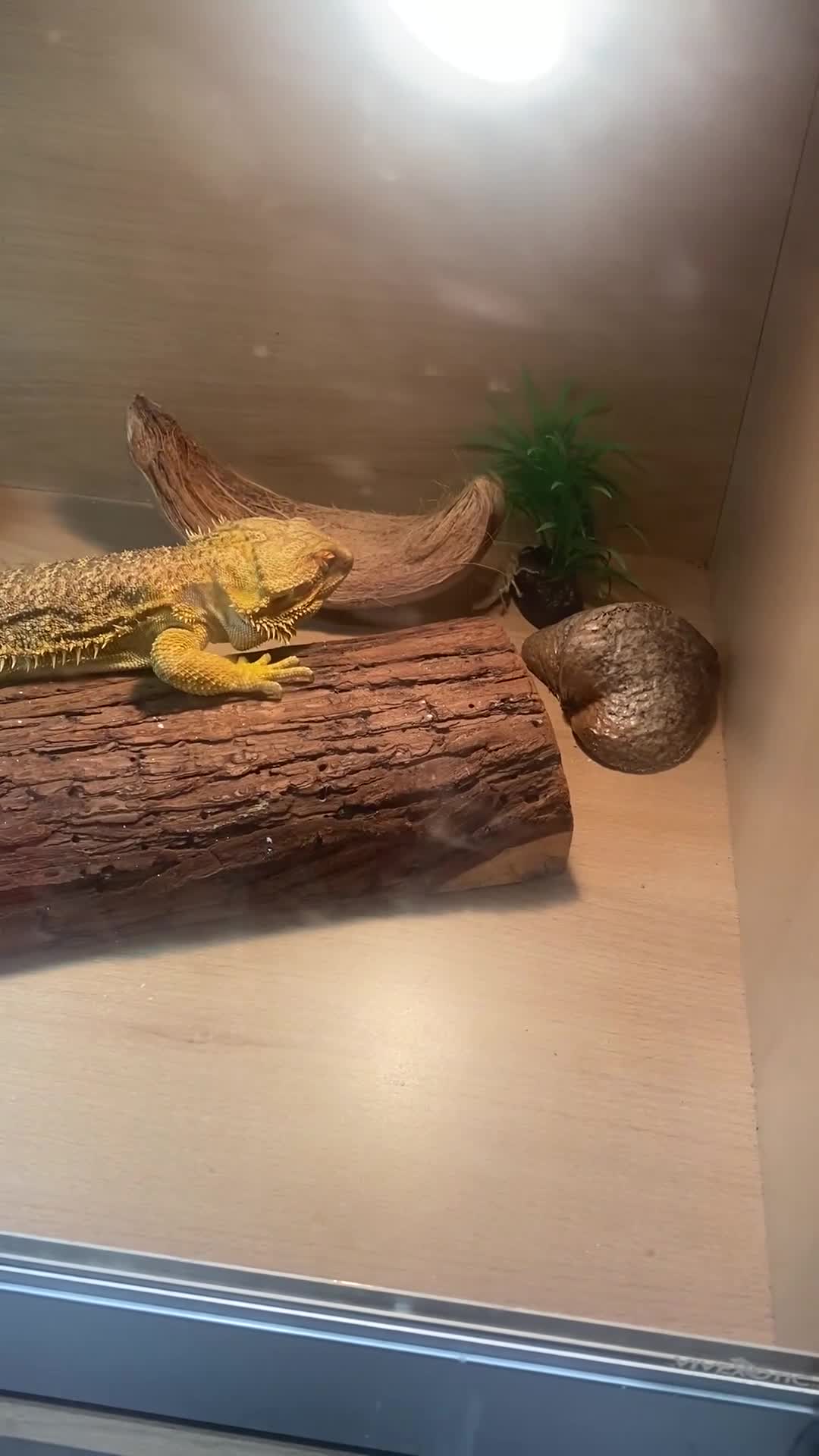 Bearded Dragon reptiles for sale: Bearded dragon  in London - Video 1