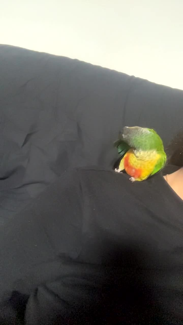 Conures birds for sale: Green Cheek Conure, Young, Hand-Tame, With Cage - Video 1