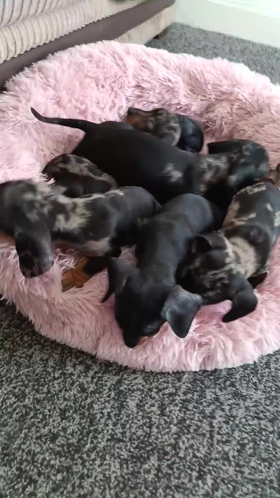 Miniature Dachshund dogs for sale: Miniature dachshund puppies  - Video 2