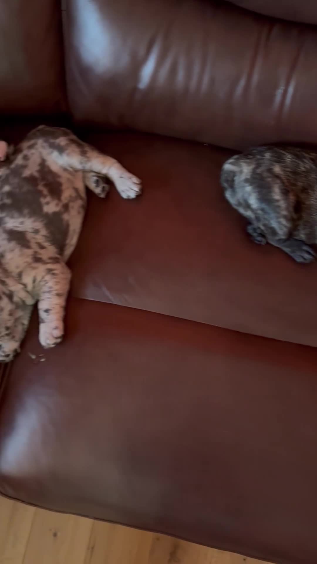 French Bulldog dogs for sale: Beautiful Blue-Eyed French-Bulldog Puppies  - Video 1