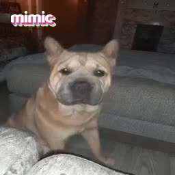 Mixed Breed dogs for sale: French bulldog x - Video 2