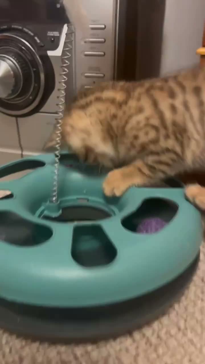 Mixed Breed cats for sale: Bengal Cross Female Kitten - Video 2