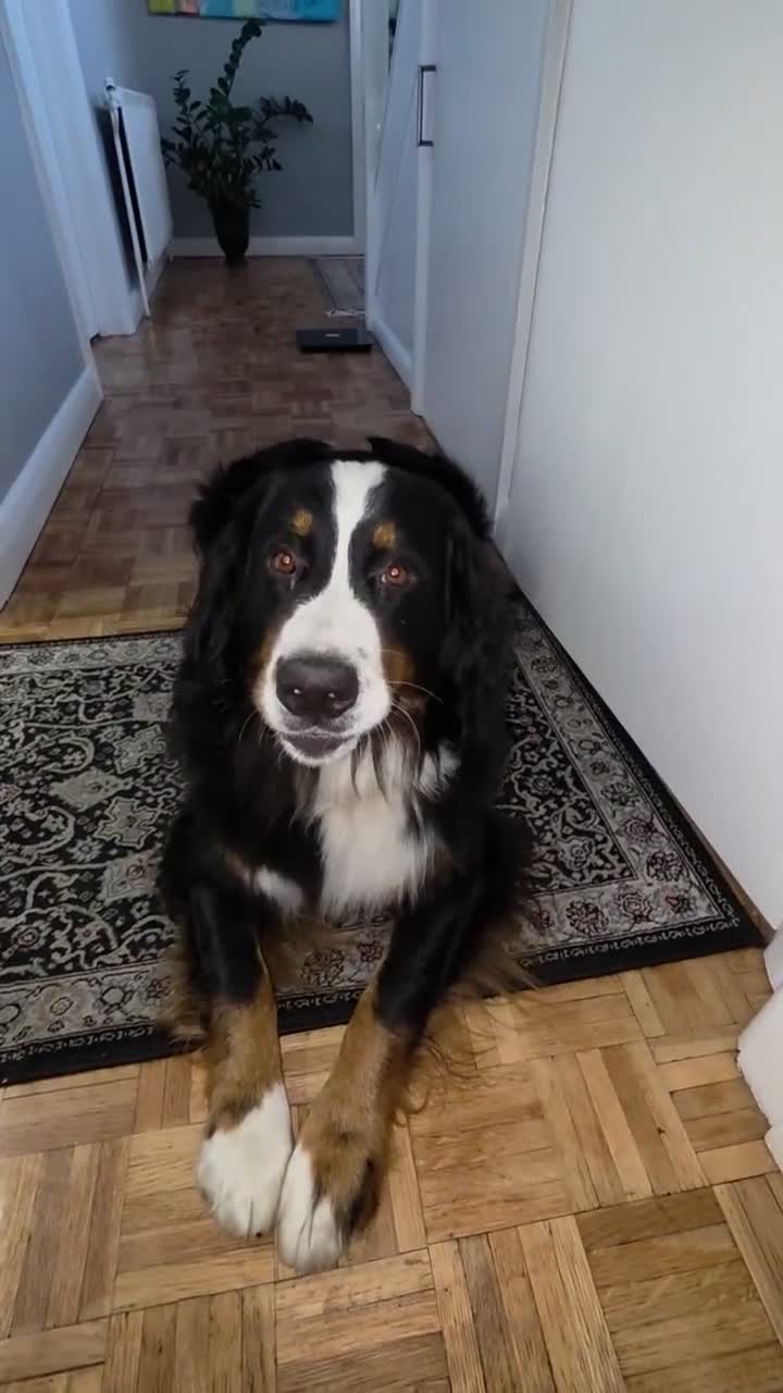 Bernese Mountain Dog dogs for sale: 🐾 Seven Beautiful Bernese Mountain Dog Puppies. - Video 1