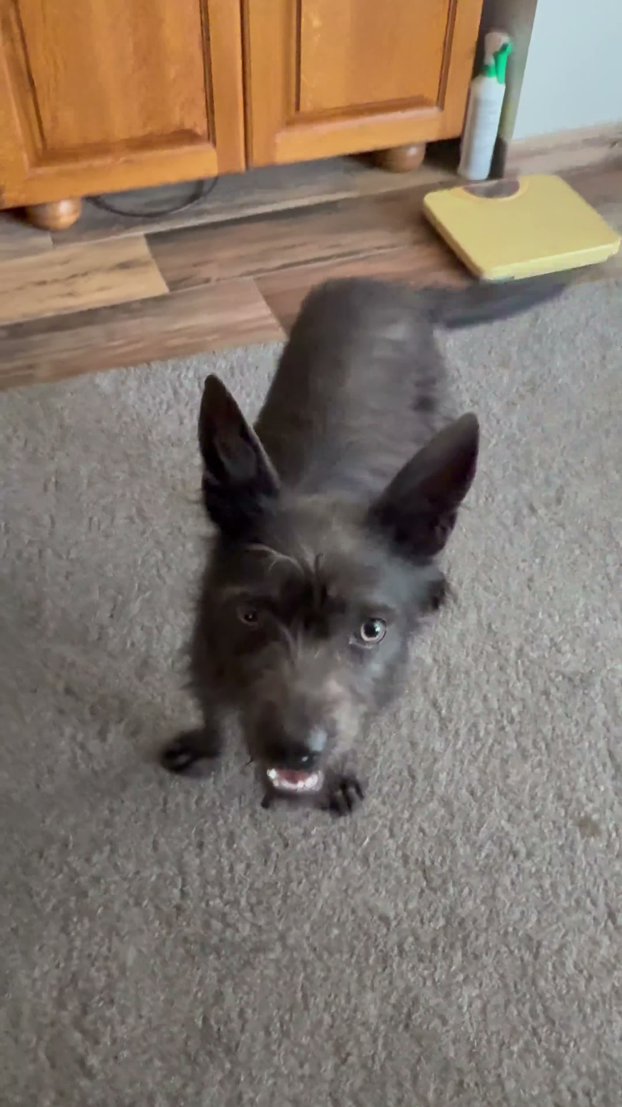 Mixed Breed dogs for adoption: Cute Mocha looking for LOVE  - Video 1