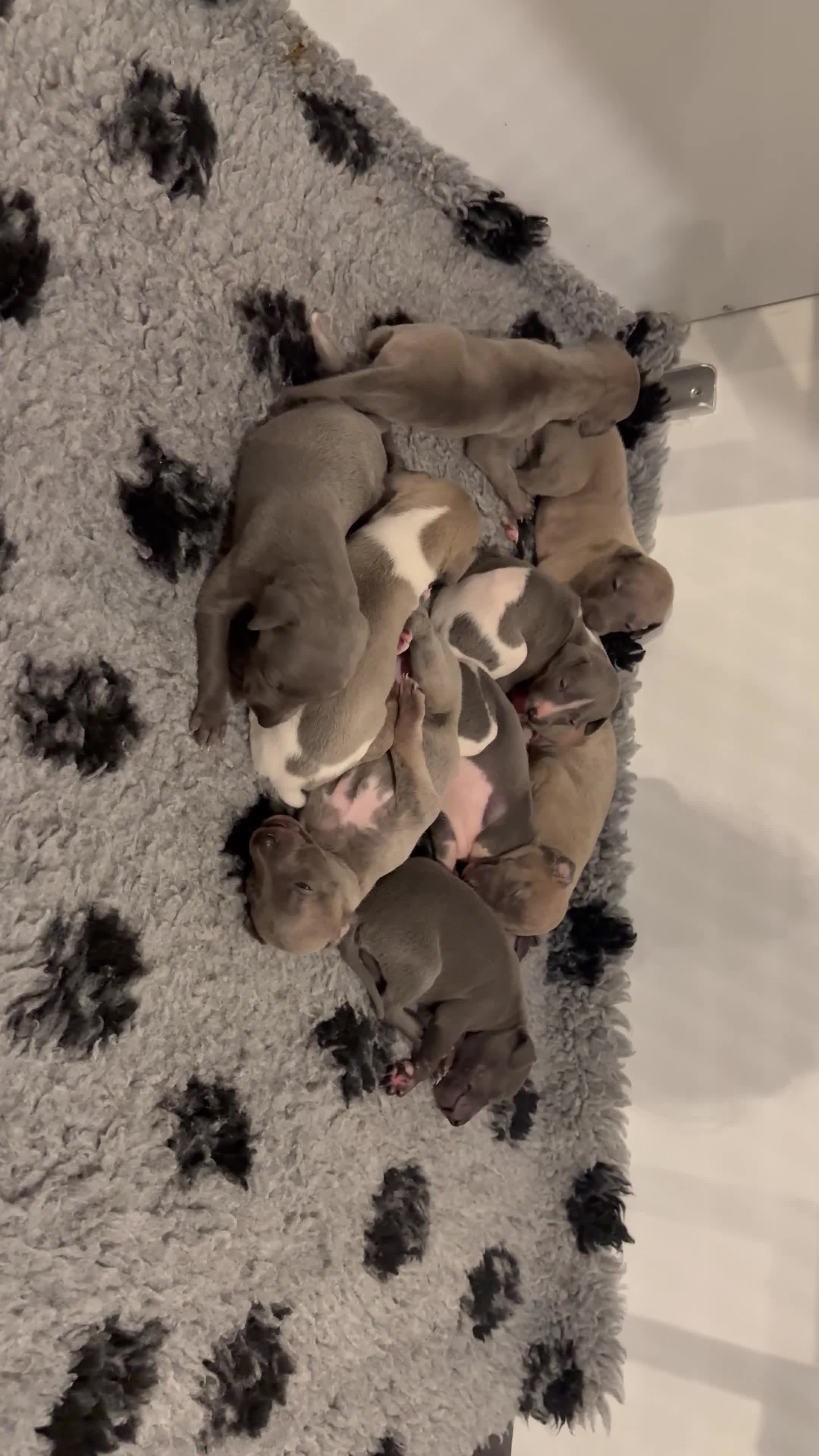 Whippet dogs for sale: OUTSTANDING PRESTIGIOUS LAGUNA BLUE WHIPPETS! KC - Video 2