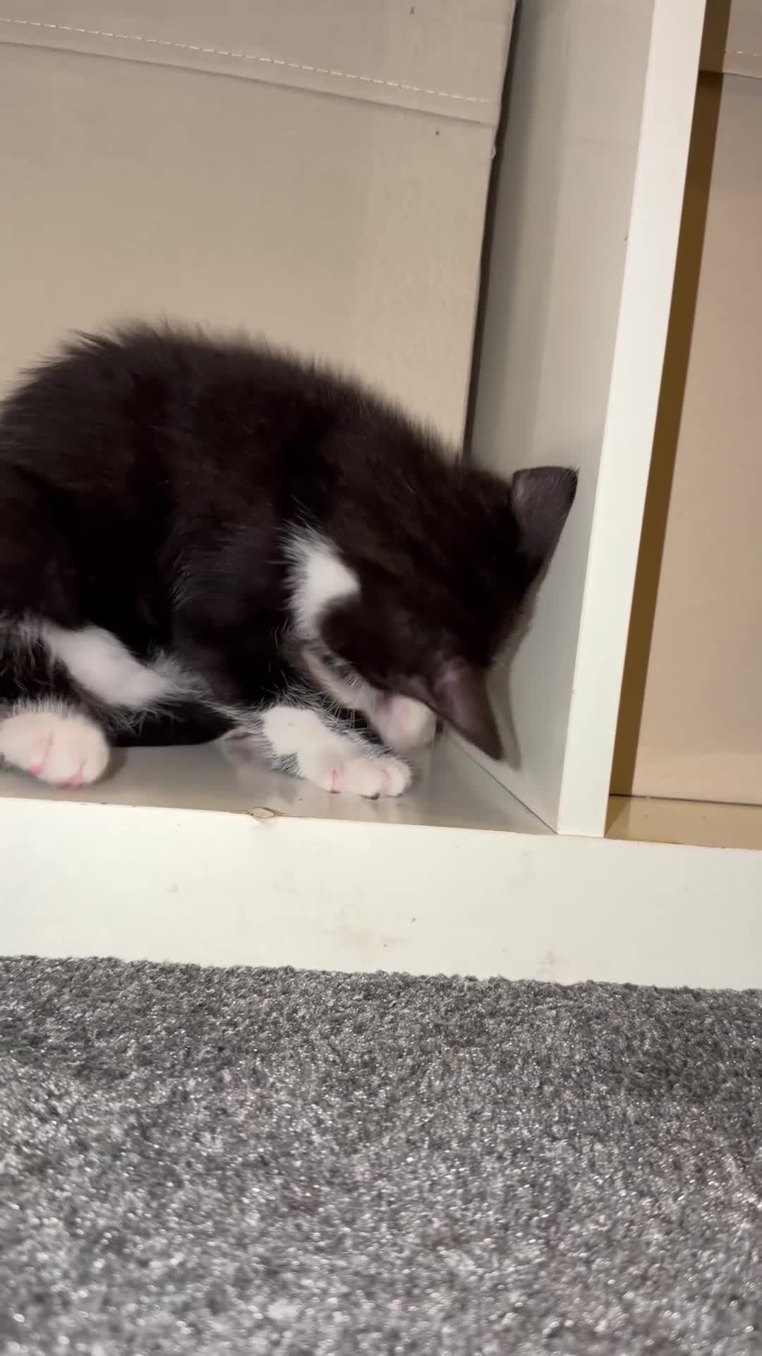 Mixed Breed cats for sale:  Curious mixed breed kitten for sale!!!! in London - Video 2