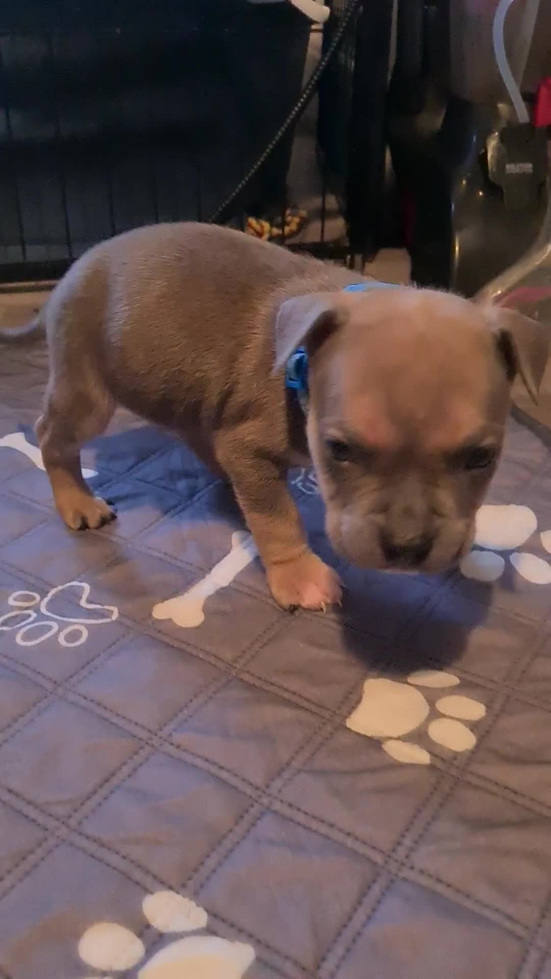 American Bully dogs for sale: Beautiful amarican pocket bullys  - Video 4