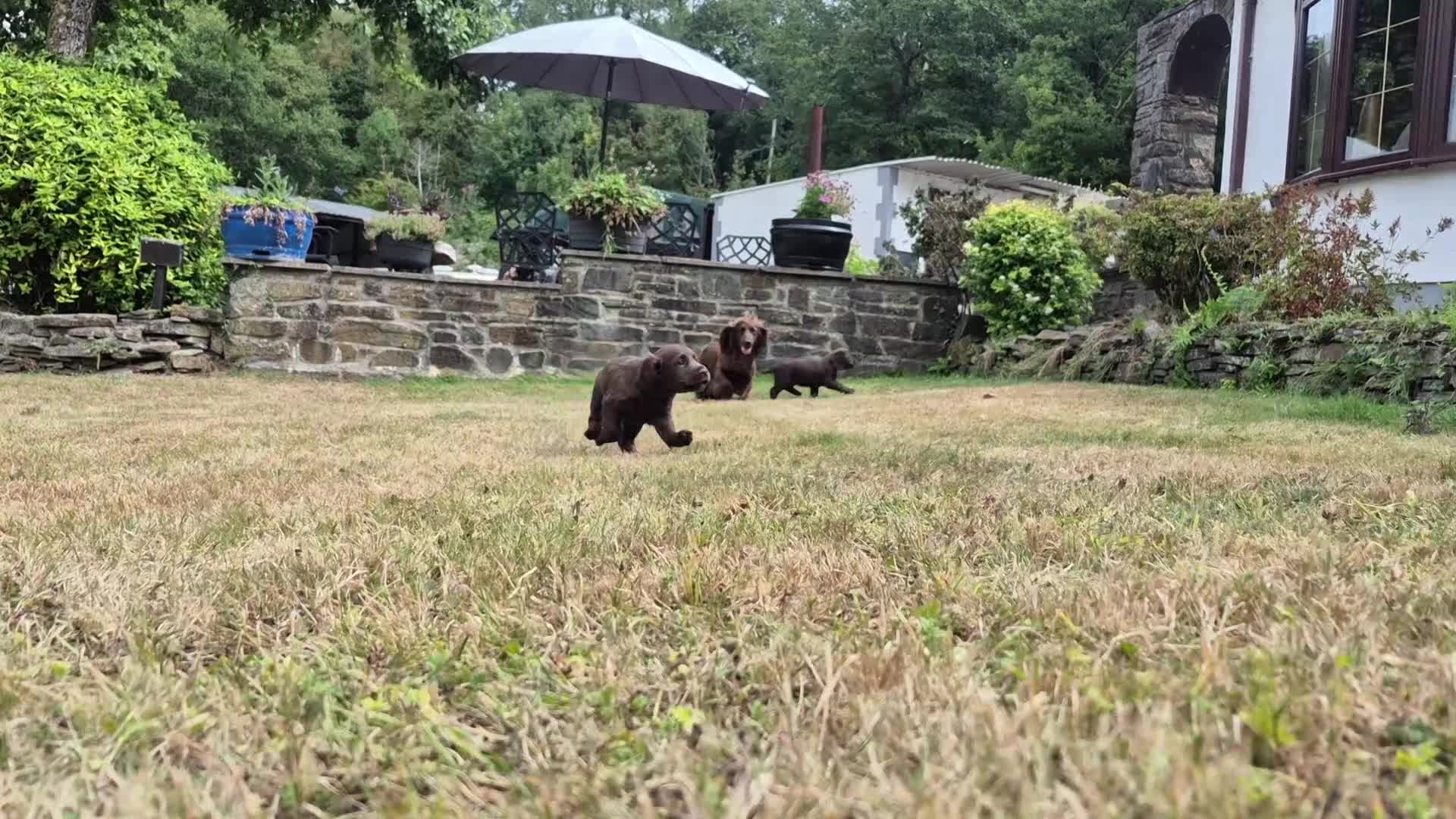 Cocker Spaniel dogs for sale: Chocolate cockerspaniel puppies for sales - Video 1