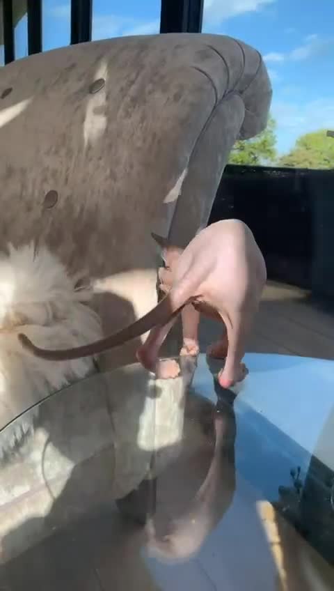 Sphynx cats for sale: Female Sphinx  - Video 1