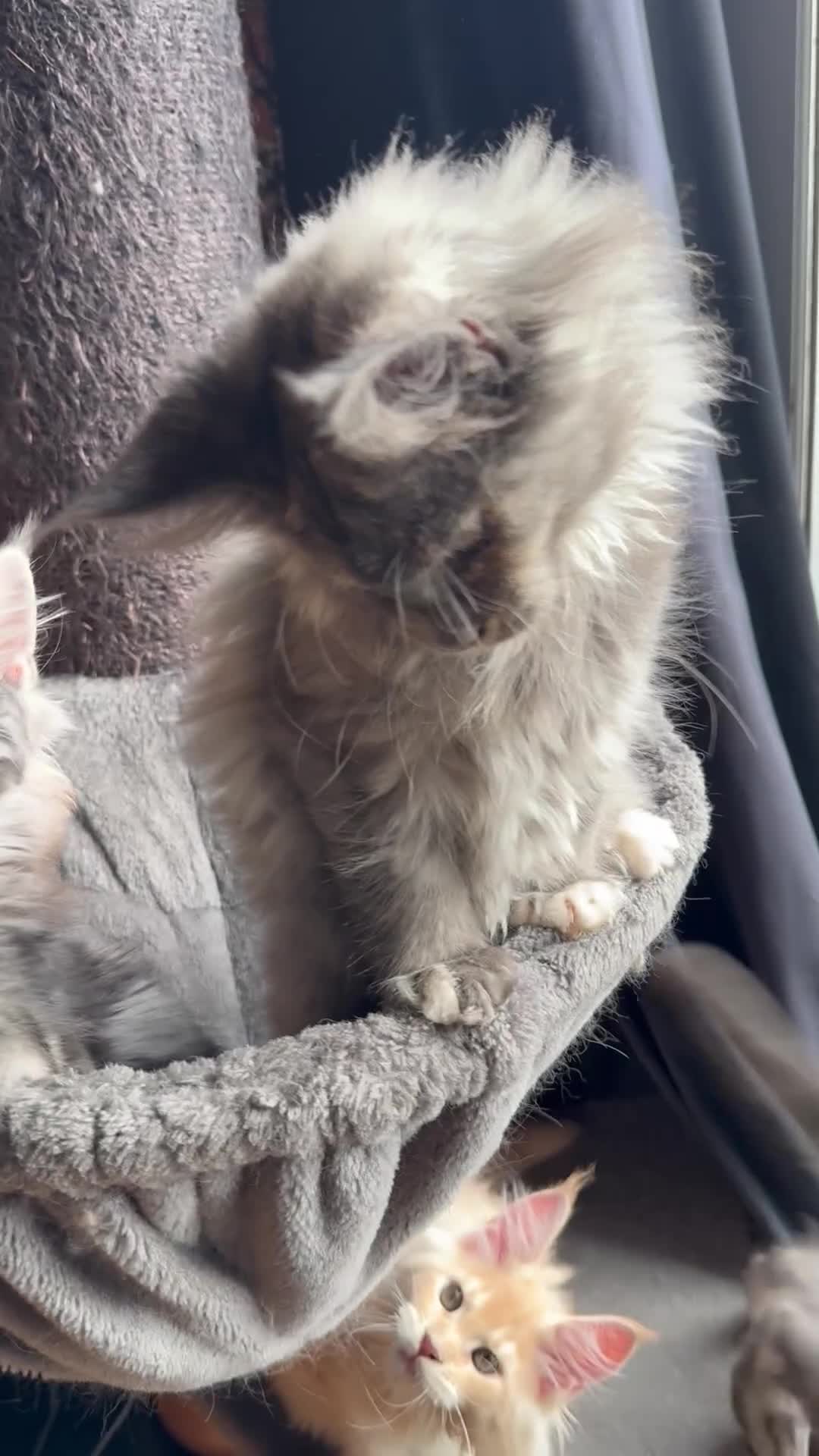 Maine Coon cats for sale: Tica registered Maine Coons from champion lines  - Video 1