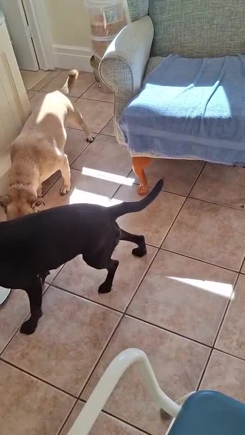 Mixed Breed dogs for adoption: Sunny - Video 1