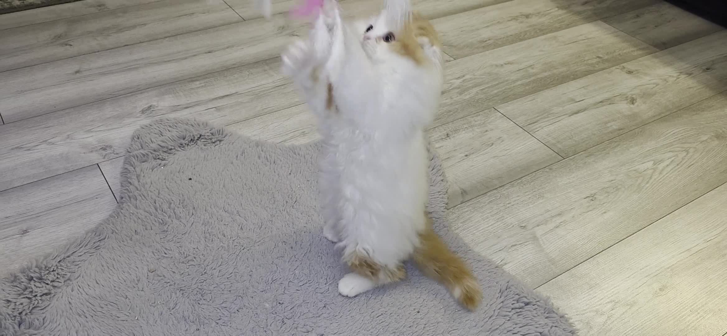 Scottish Fold cats for sale: One wee Wonder seeking mum or dad - Video 1