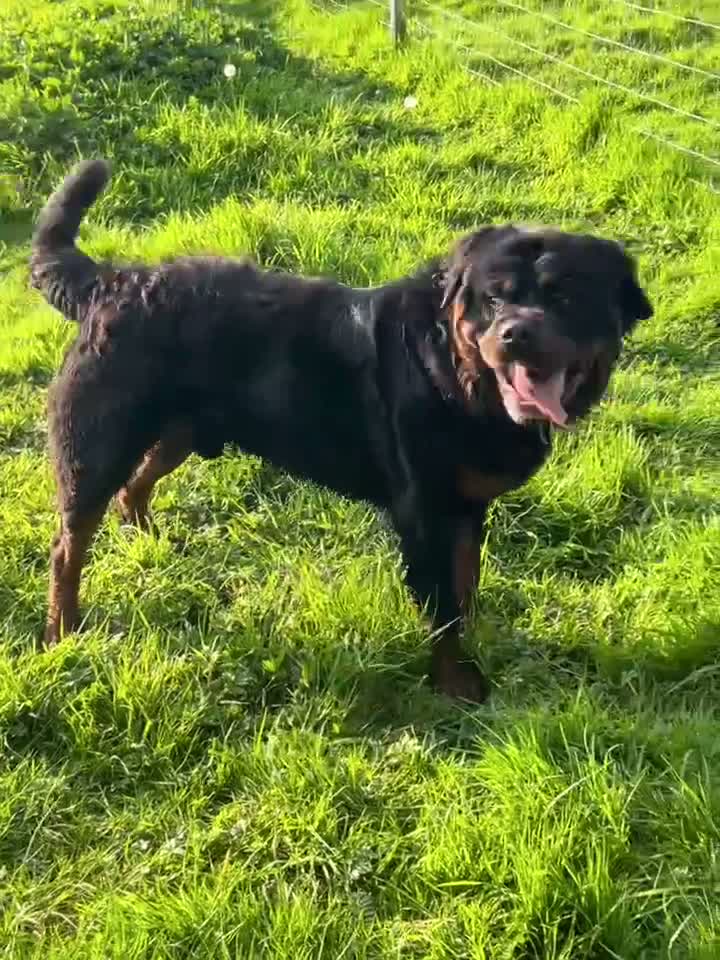 Rottweiler dogs for sale: CONFIRMED BREEDING 31st august  - Video 1