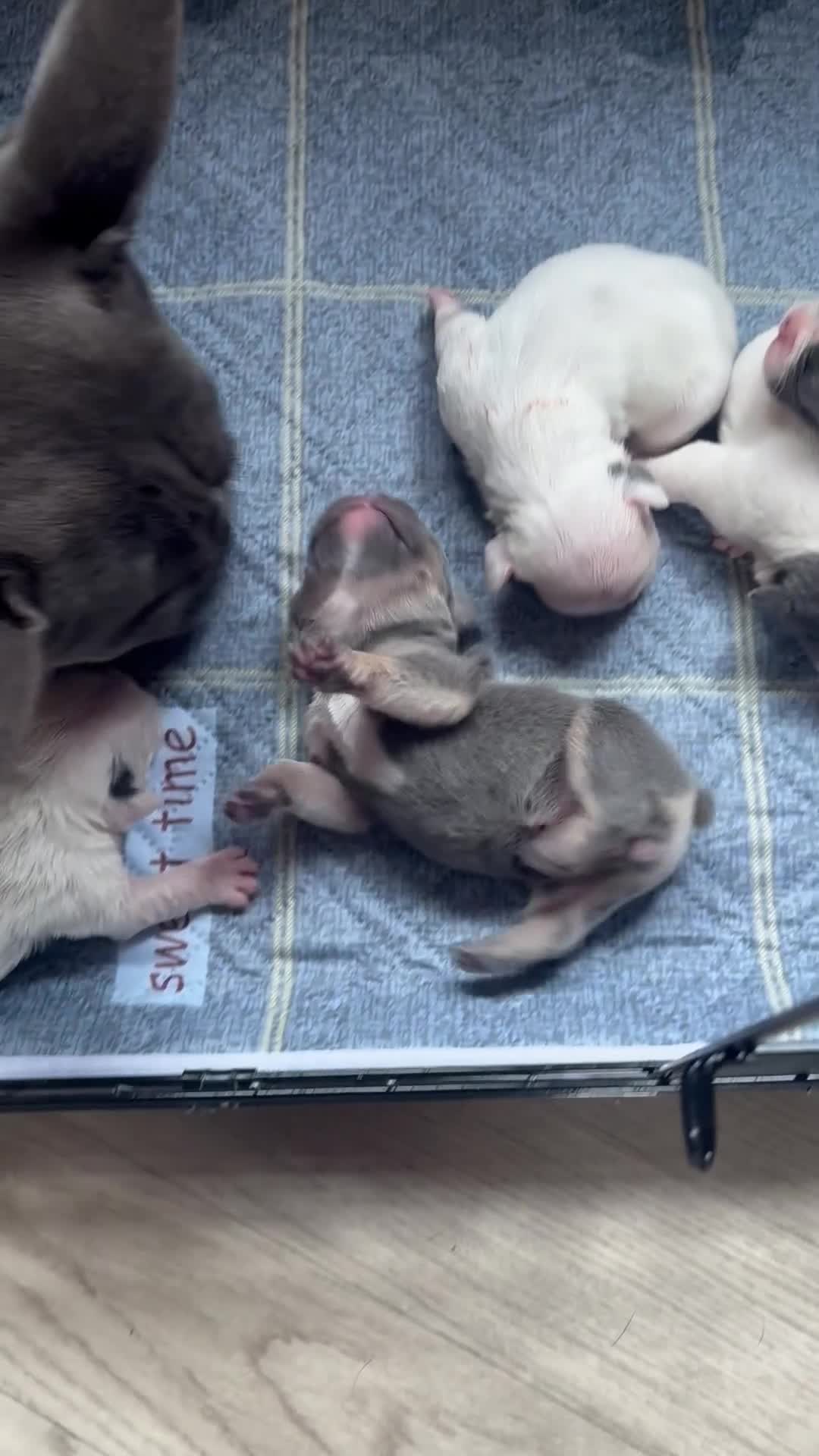 French Bulldog dogs for sale: Chunky French bulldog pups 4 girls  - Video 4