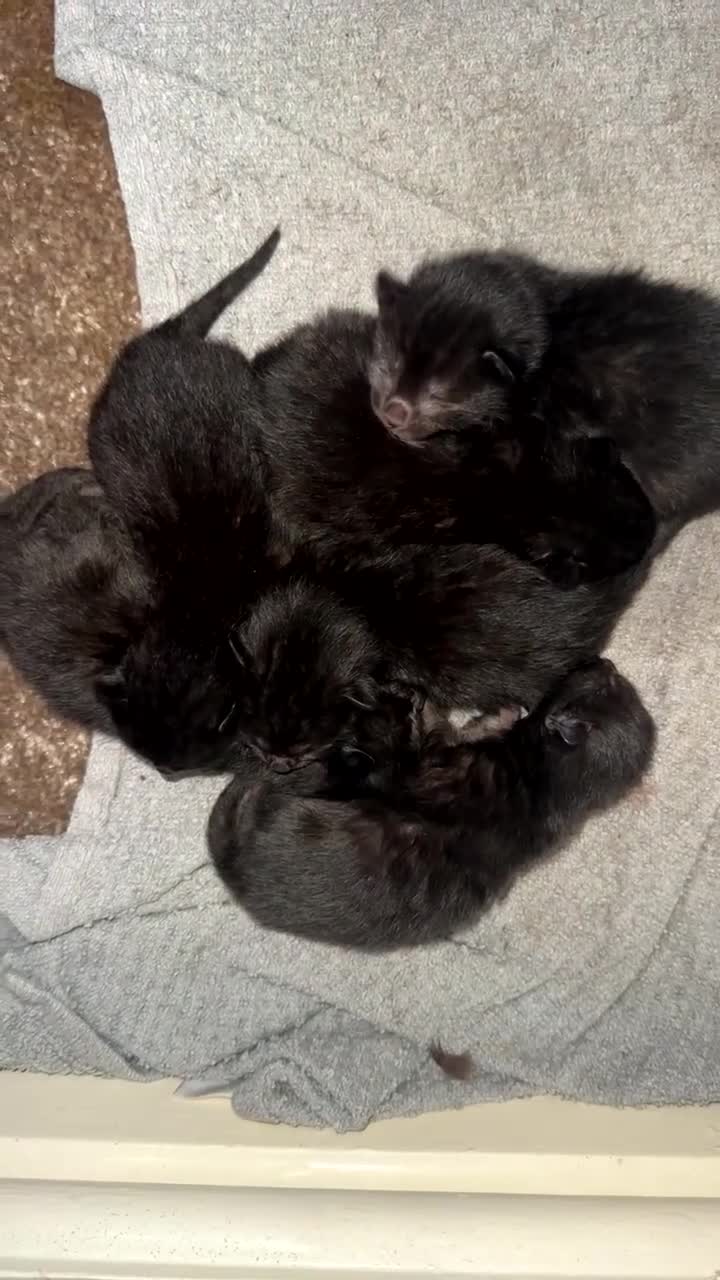 Bengal cats for sale: Bengal Kittens – Well Socialised & Healthy - Video 1