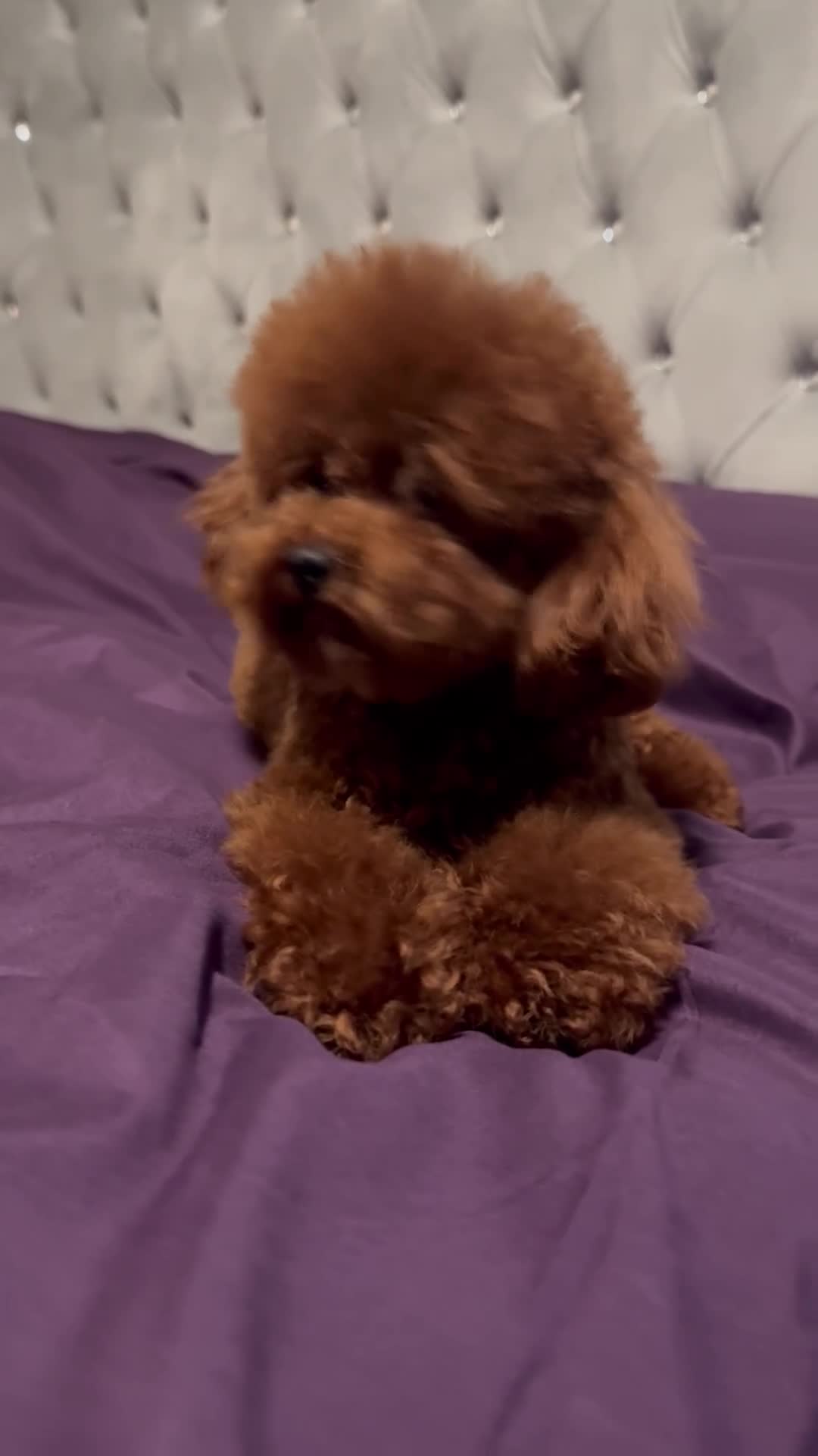 Toy Poodle dogs for stud: 🔥One-in-a-Million Asian ☕️ toy poodle DNA Stud🧸 in Thetford - Video 1