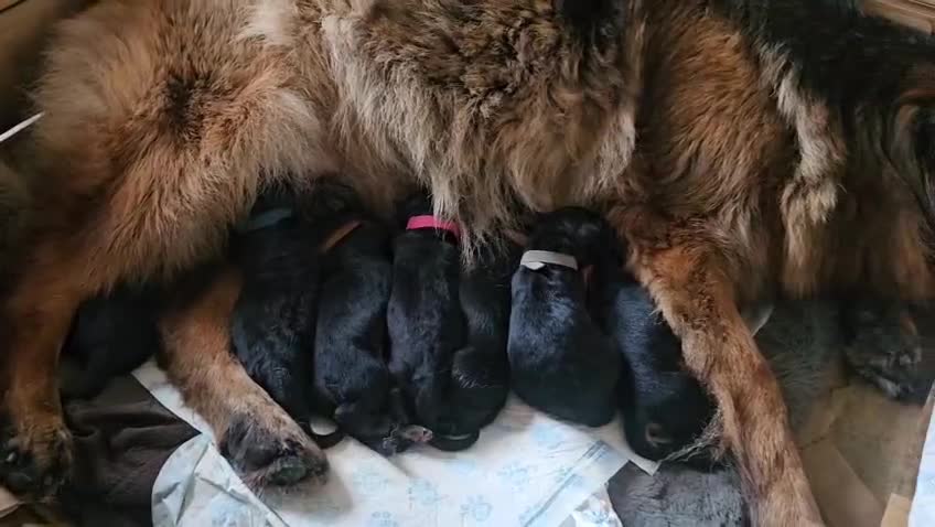 German Shepherd dogs for sale: KC registered long haired German Shepherd puppies - Video 1