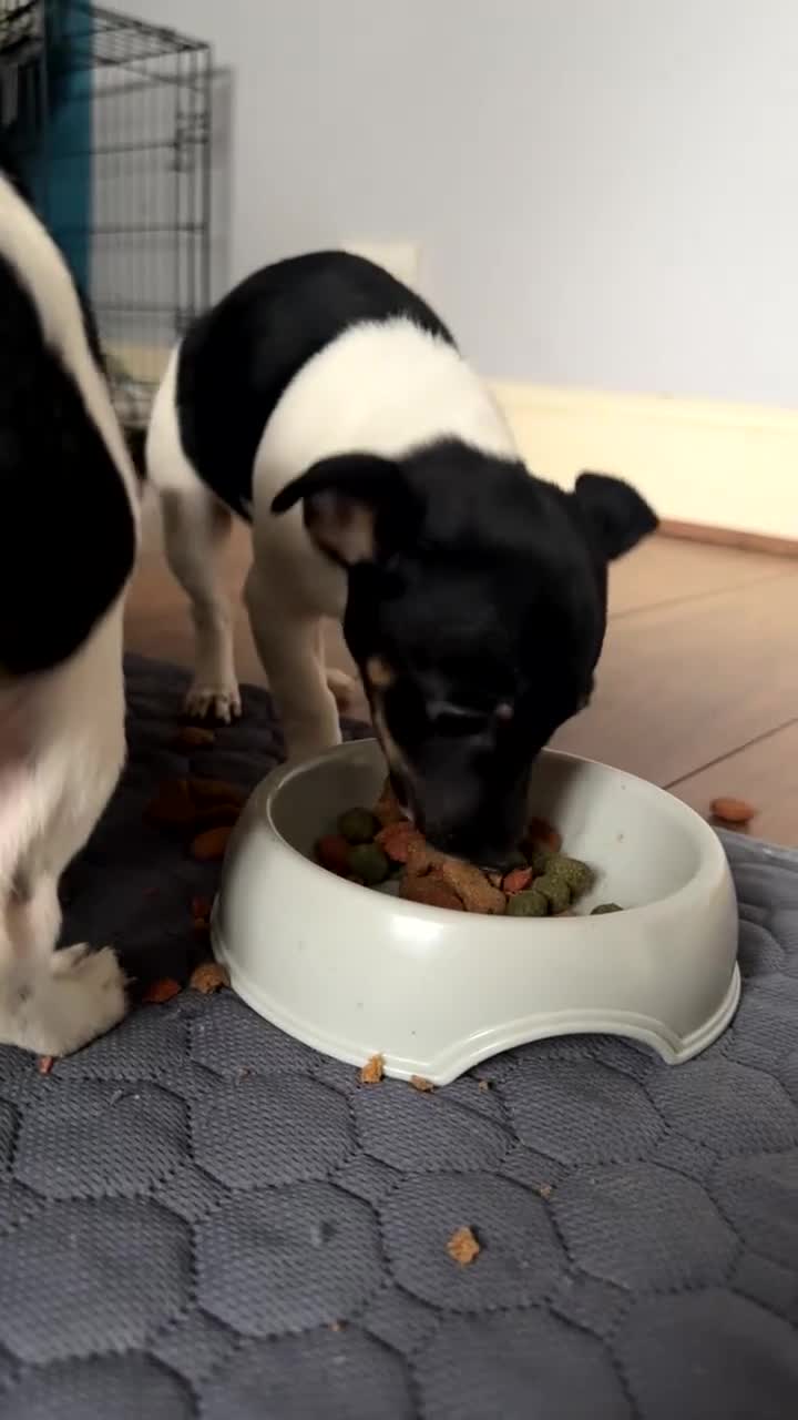 Jack Russell dogs for sale: female jack russell pup - Video 1