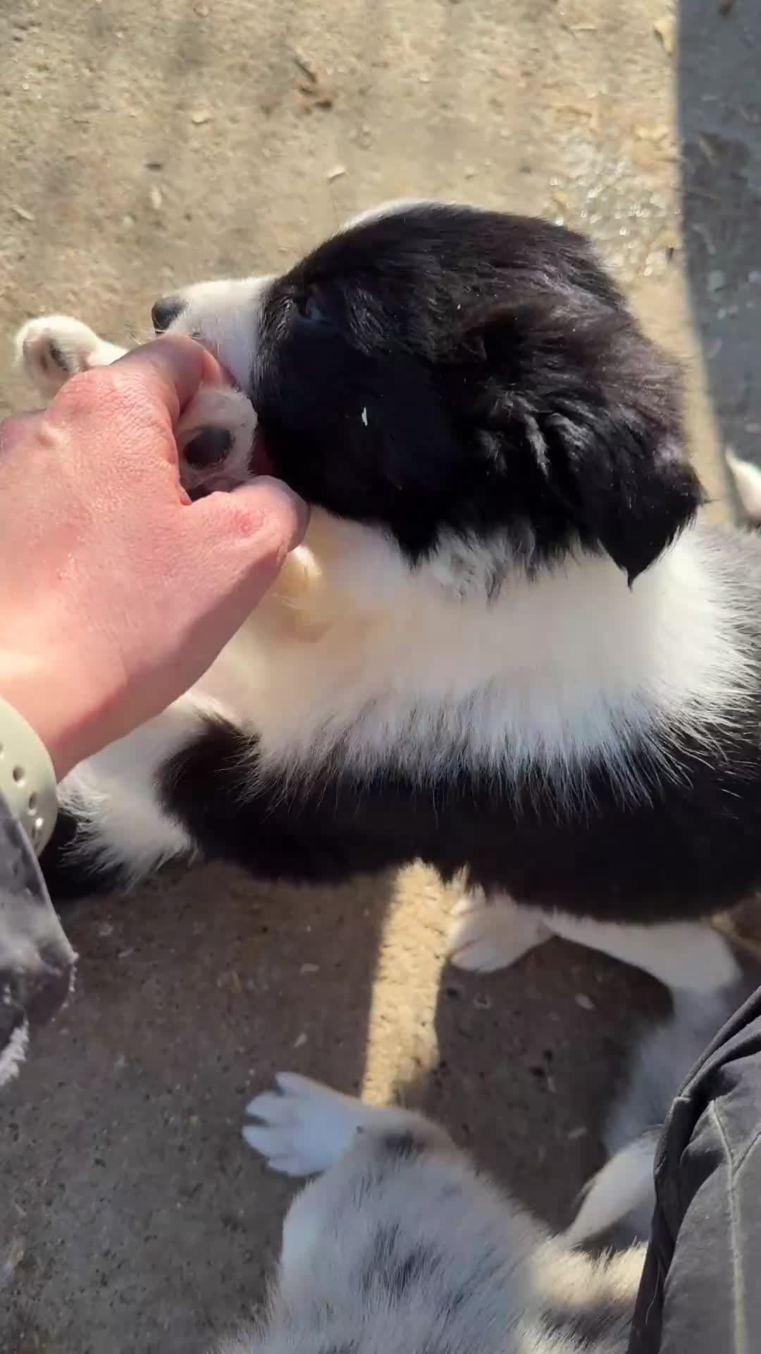 Border Collie dogs for sale: Gorgeous collie pups - various colours  - Video 3