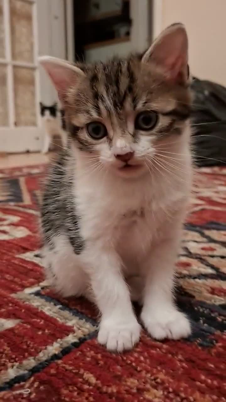 Mixed Breed cats for sale: 2 Kittens For Sale - Video 2