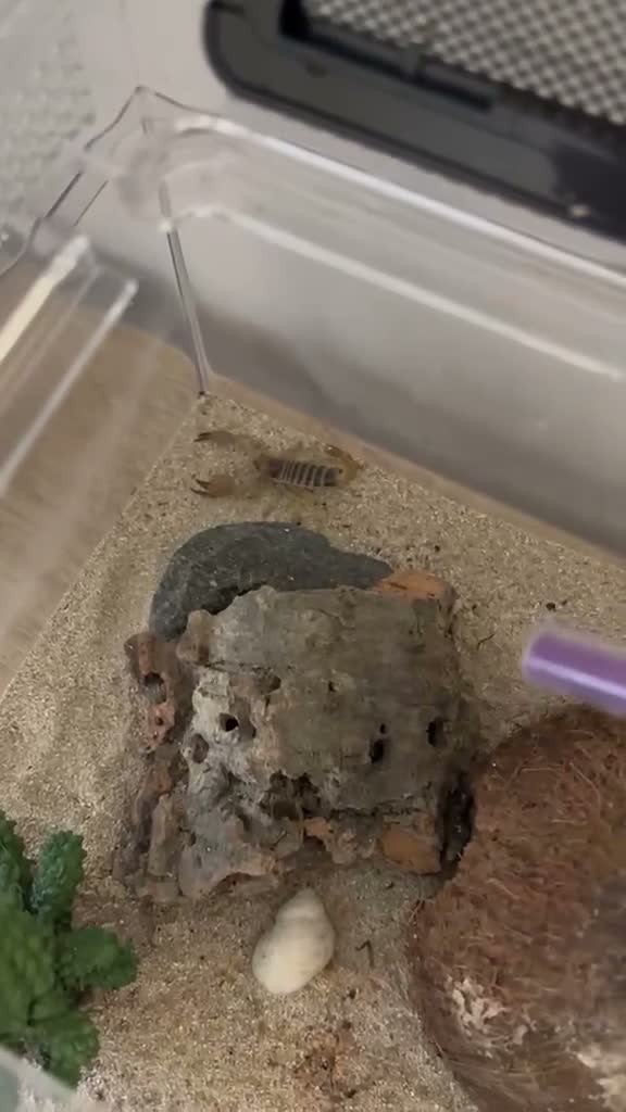 Scorpions invertebrates for sale: Desert Scorpion  in Porth - Video 1