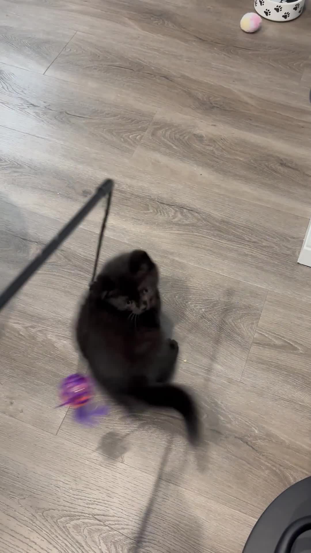 British Shorthair cats for sale: Only 2 rare Black British Shorthair kittens left  - Video 5