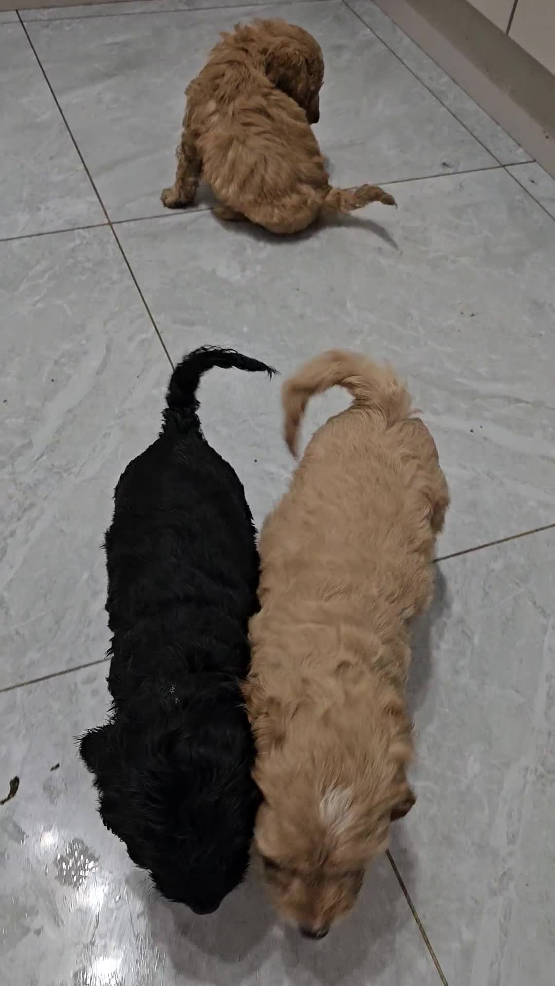 Cockapoo dogs for sale: Cockapoos for sale  - Video 4