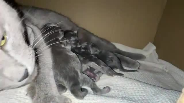 Maine Coon cats for sale: Rare Maine Coon/Russian Blue Kittens - Video 2