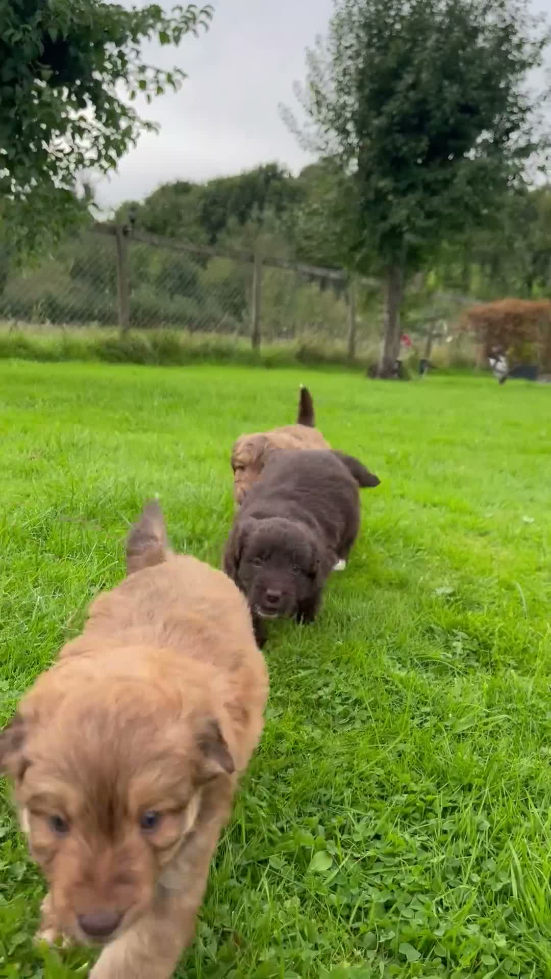 Bordoodle dogs for sale: LAST 1! OUTSTANDING SABLE BORDOODLE🧸 - Video 3