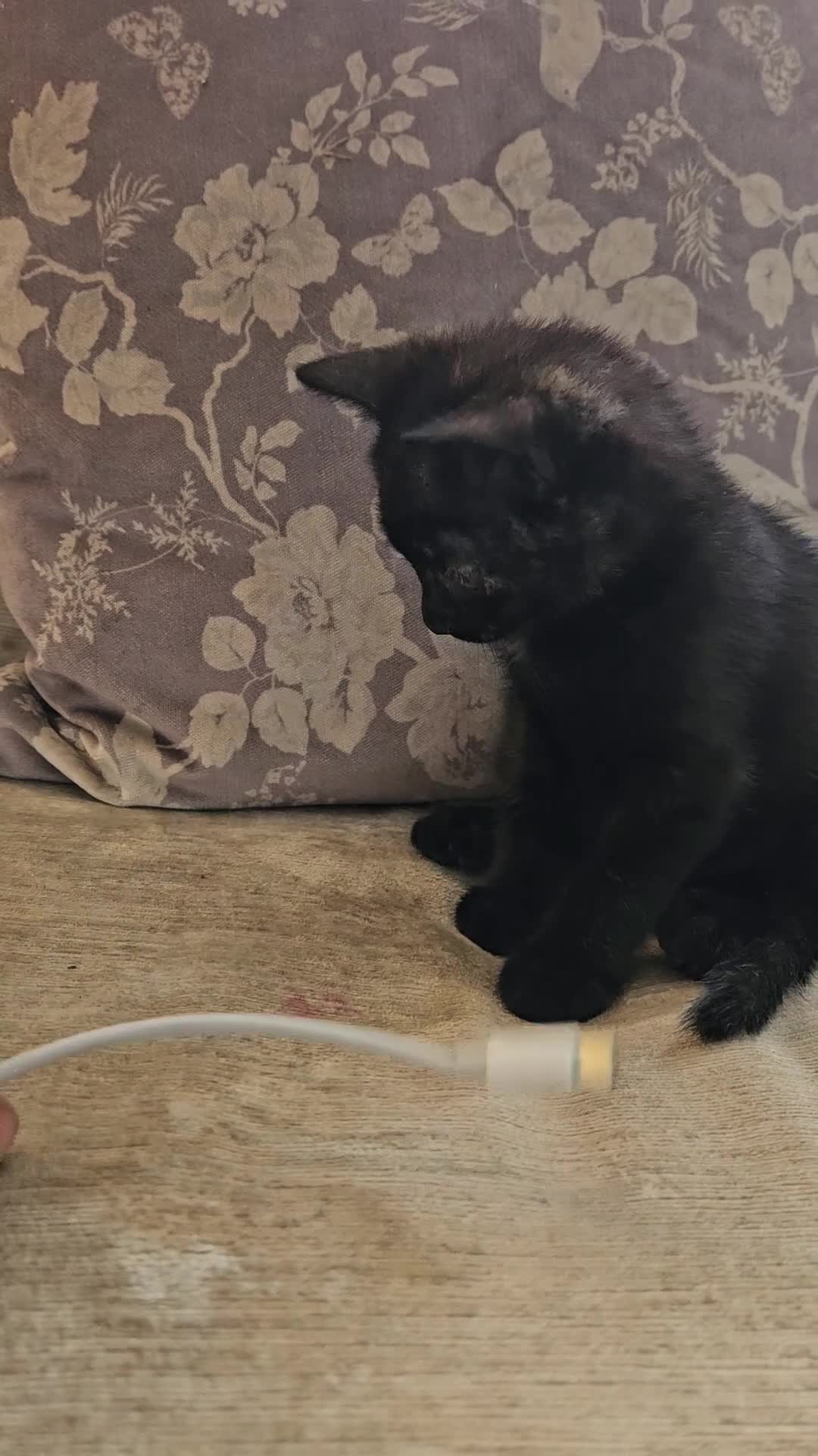 Mixed Breed cats for sale: Ugly but loving kit looking for his forever home - Video 1