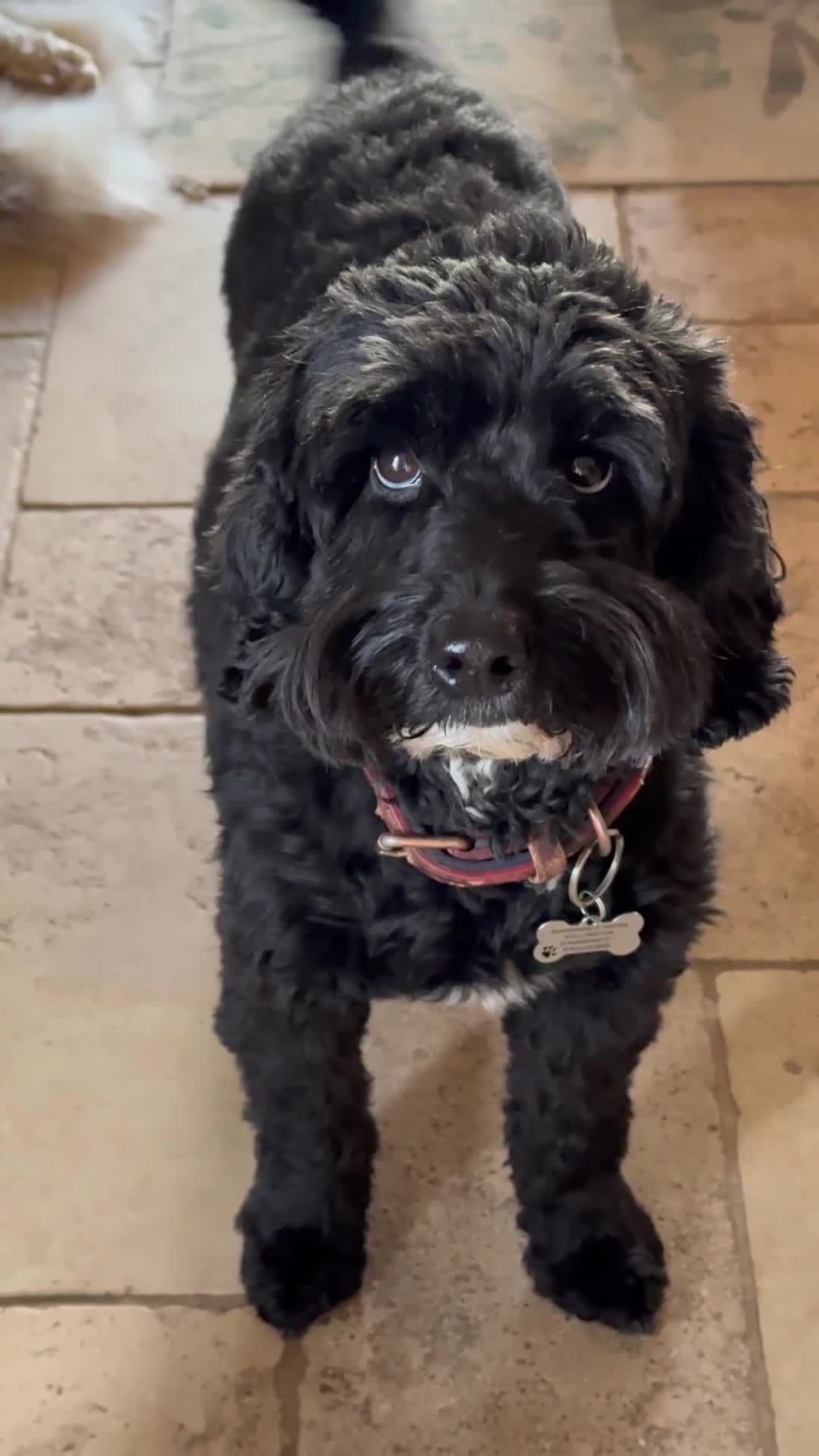 Australian Labradoodle dogs for sale: Five Australian Labradoodle puppies - Video 1