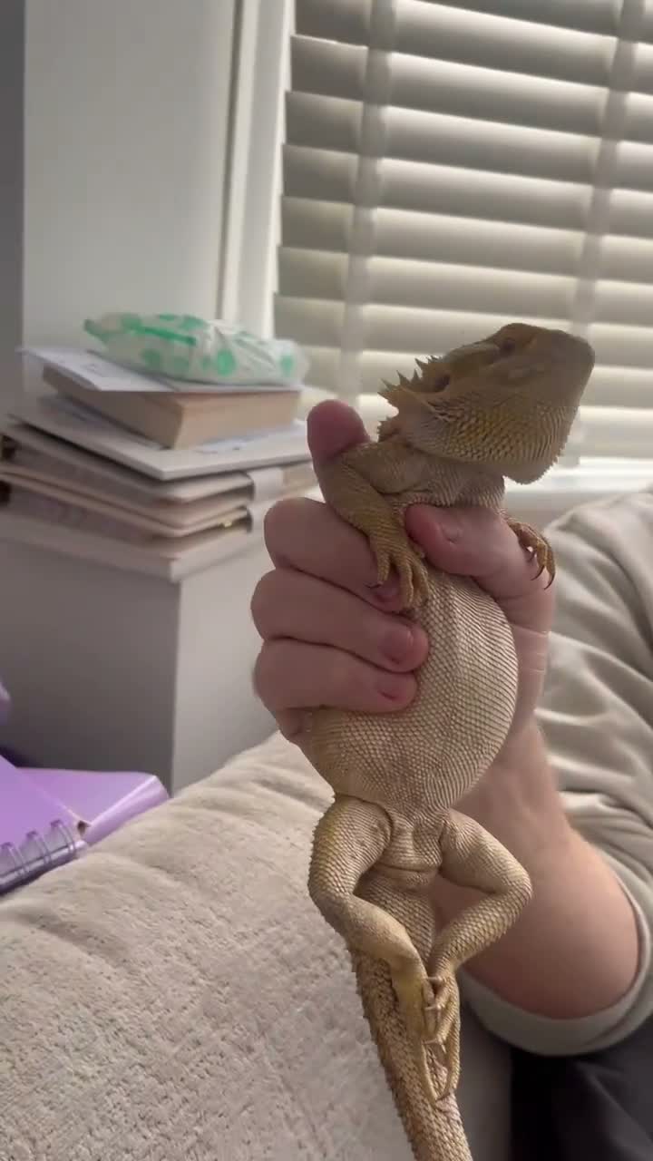 Bearded Dragon reptiles for sale: 11 months bearded dragon with vivarium in Manchester - Video 1