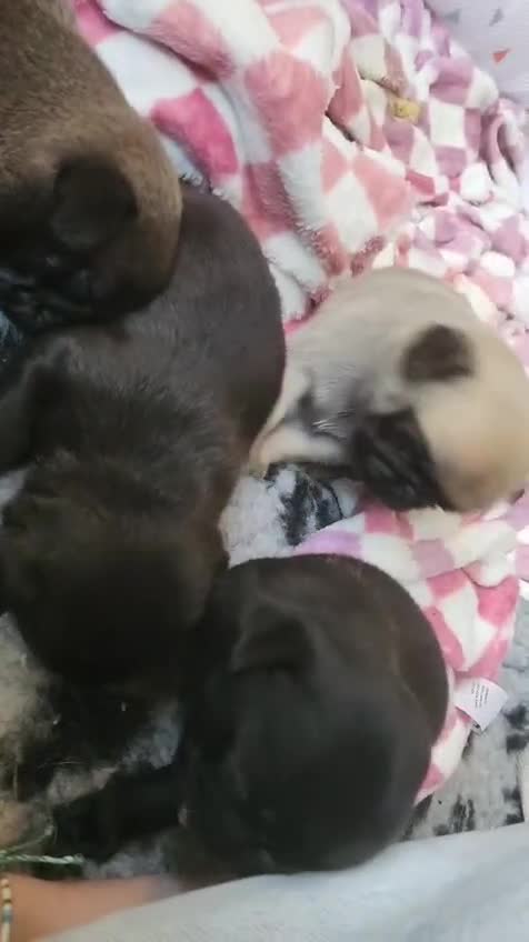 Pug dogs for sale: Chunky pug pups - Video 1