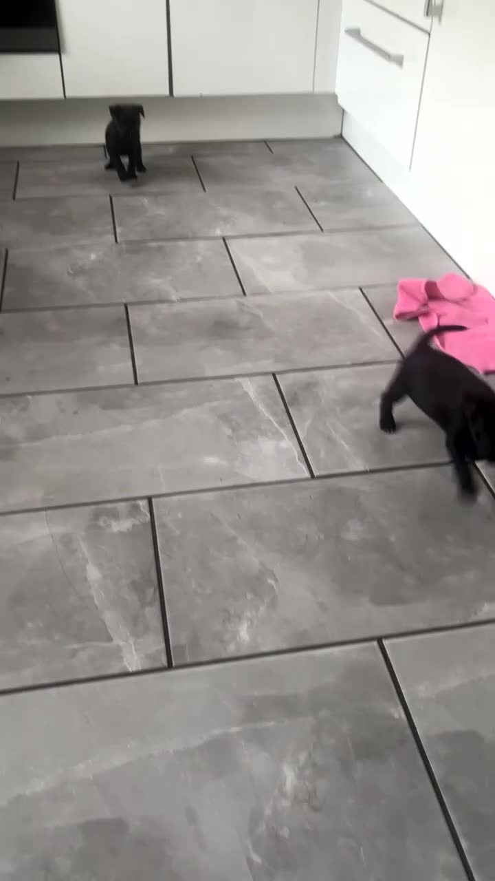 Patterdale Terrier dogs for sale: PURE Patterdale Terrier  - Video 5