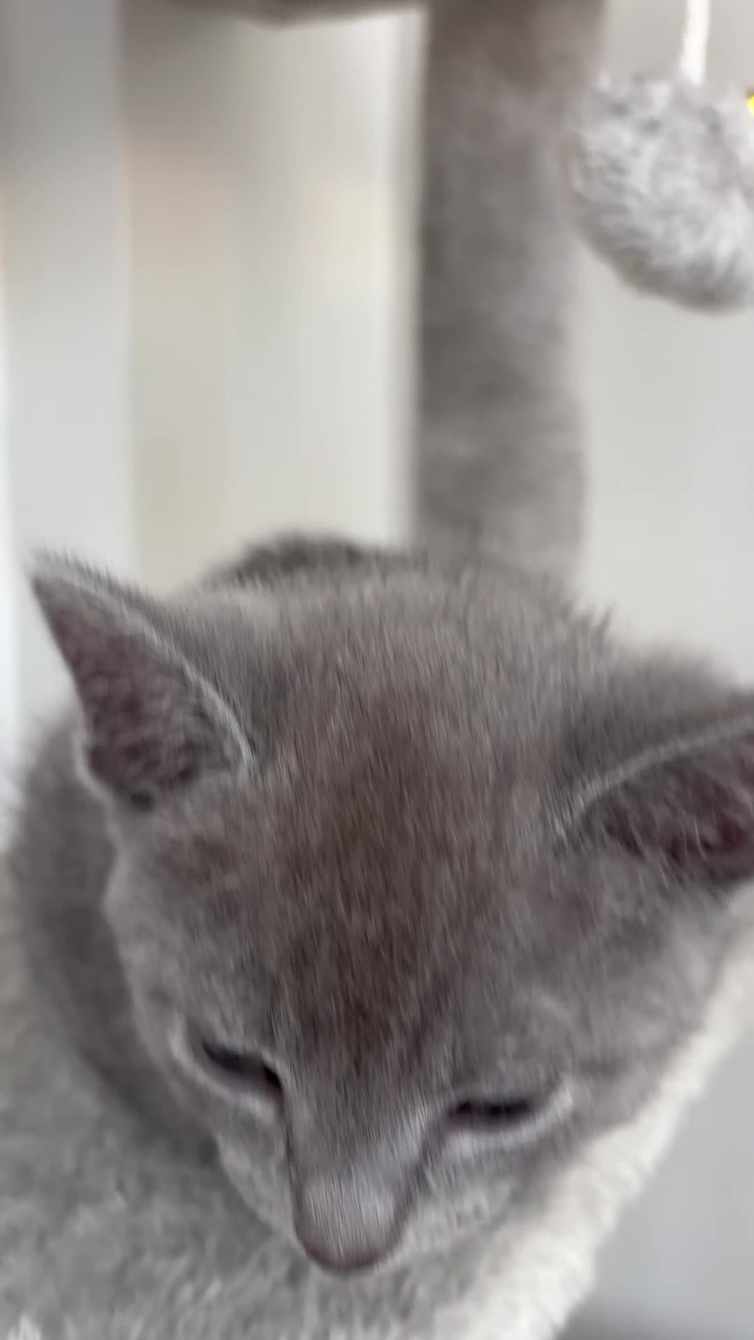 Russian Blue cats for sale: 6 Stunning GCCF Russian Blue Kittens 🐾  - Video 3