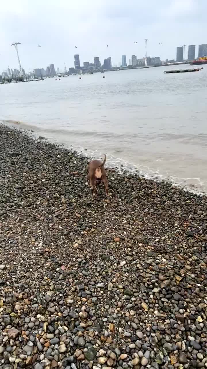 Mixed Breed dogs for sale: Roxyy - Video 1