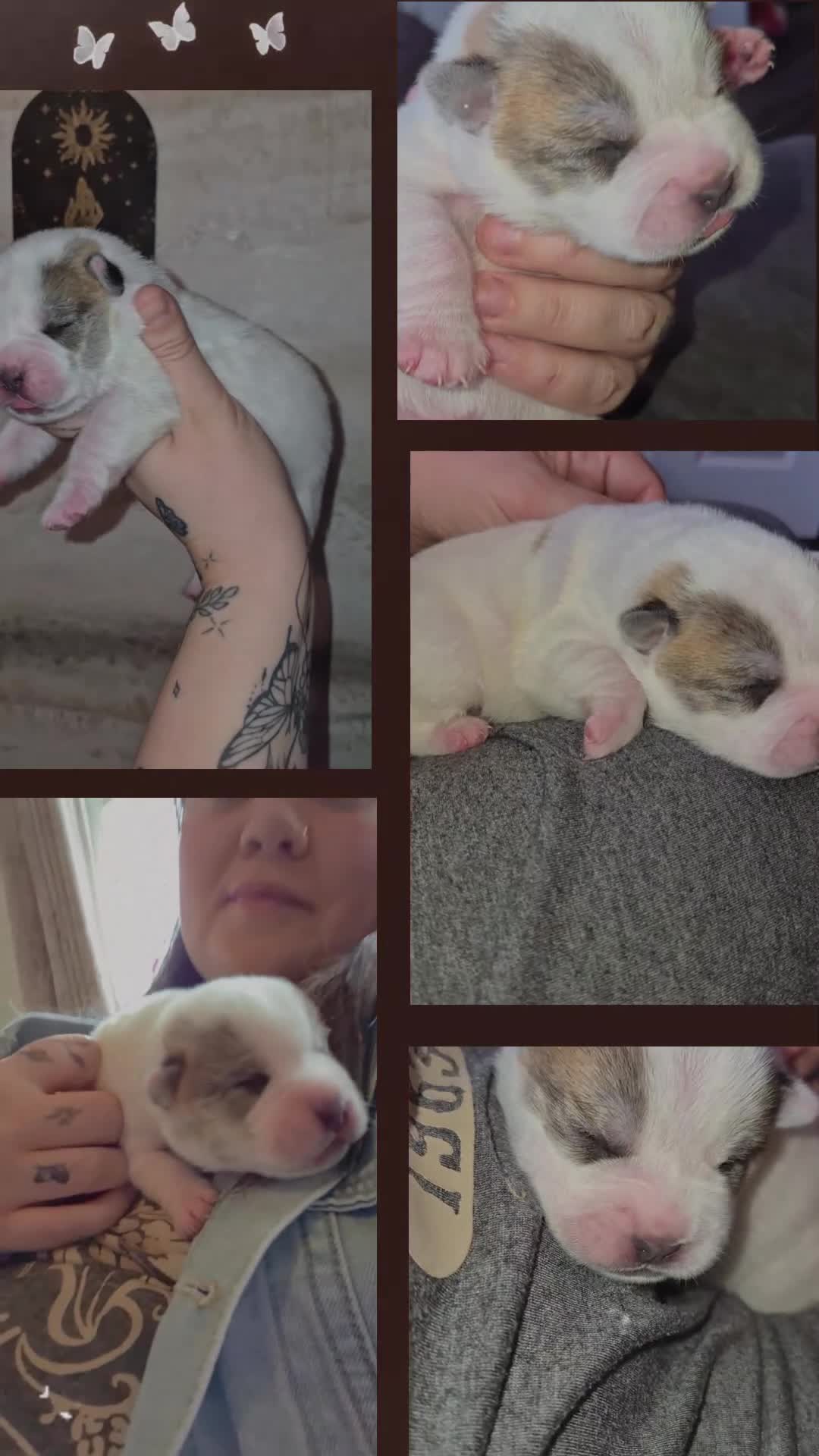 Mixed Breed dogs for sale: Pugsky peis in Hebburn - Video 3