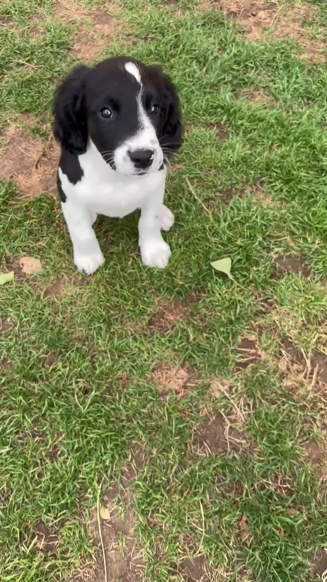 English Springer Spaniel dogs for sale: Beautiful KC Reg ESS Ready to Home. Only One Left! in Thirsk - Video 1