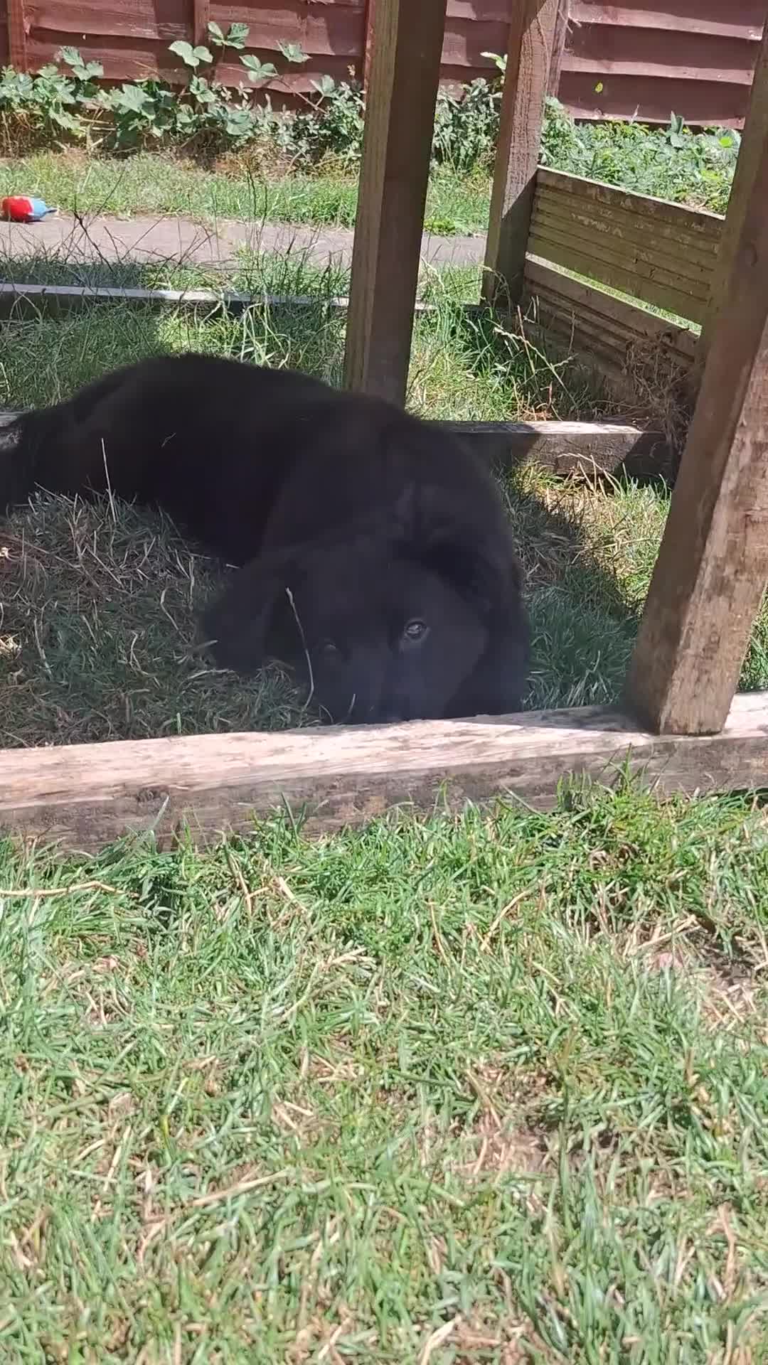 Sheprador dogs for sale: Female puppy German Shepherd × Labrador  - Video 2
