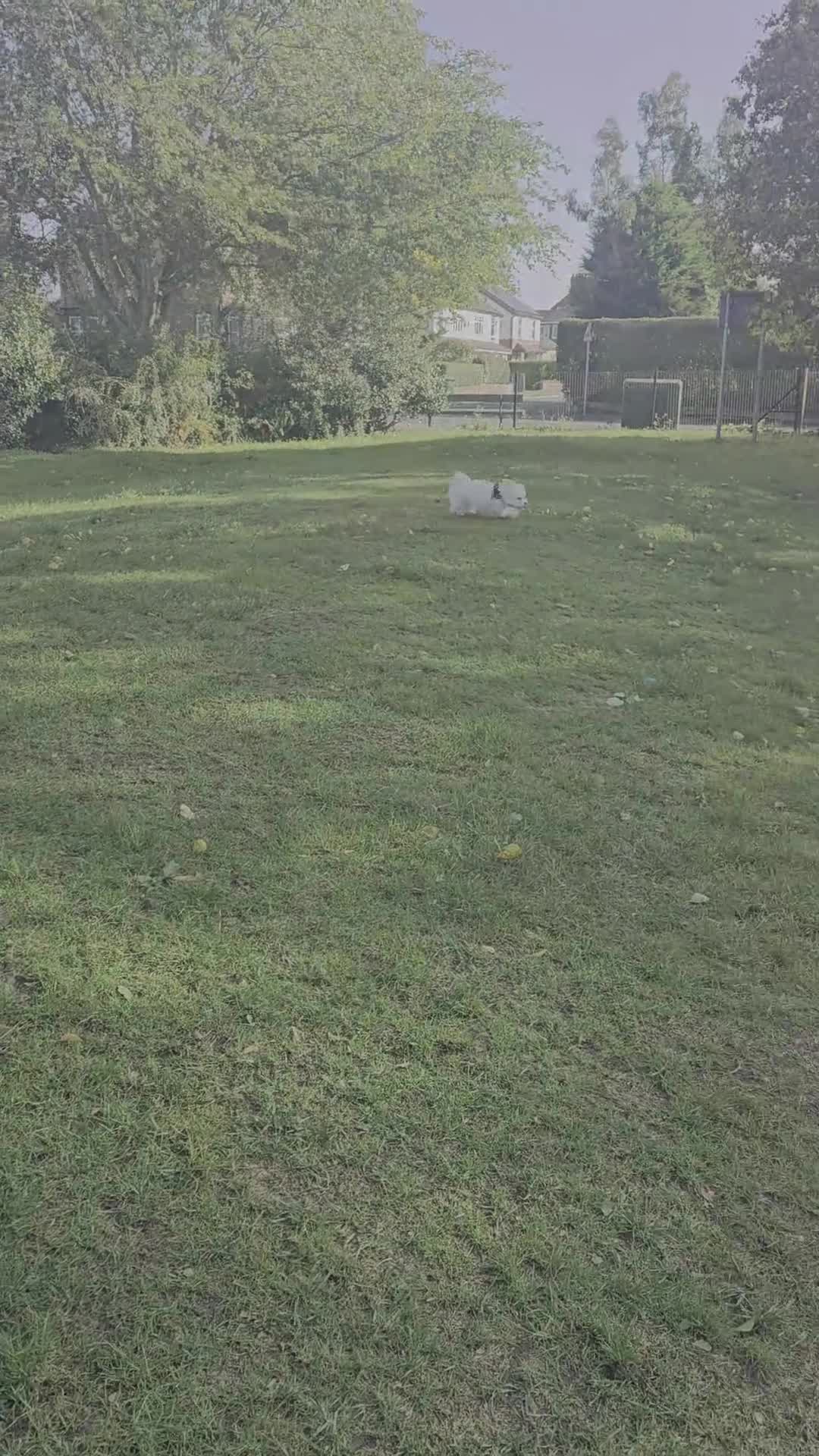 Maltese dogs for sale: Purebred Maltese Boy  - Video 1