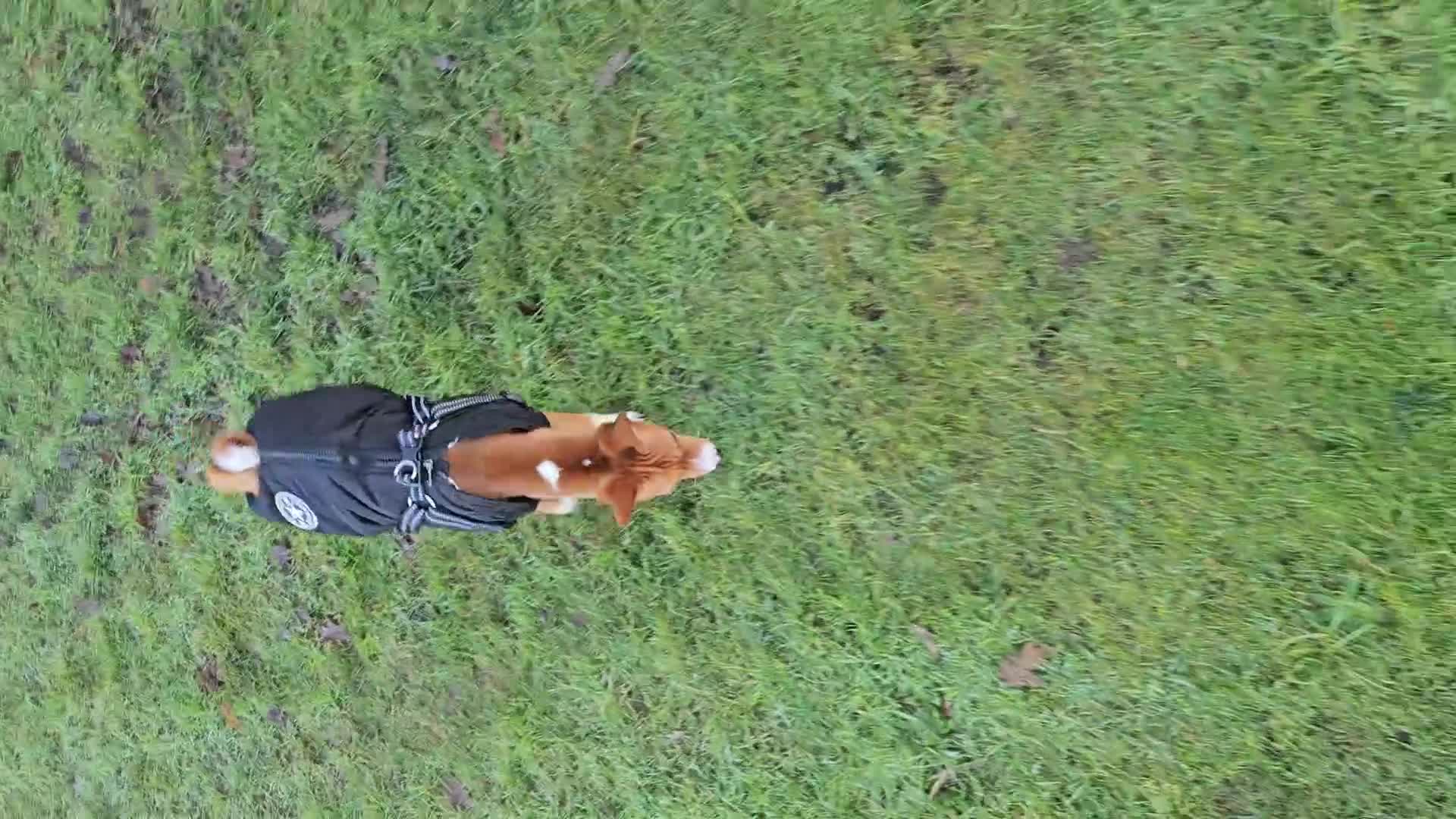 Basenji dogs for sale: 7 month old basenji  in Wirral - Video 1