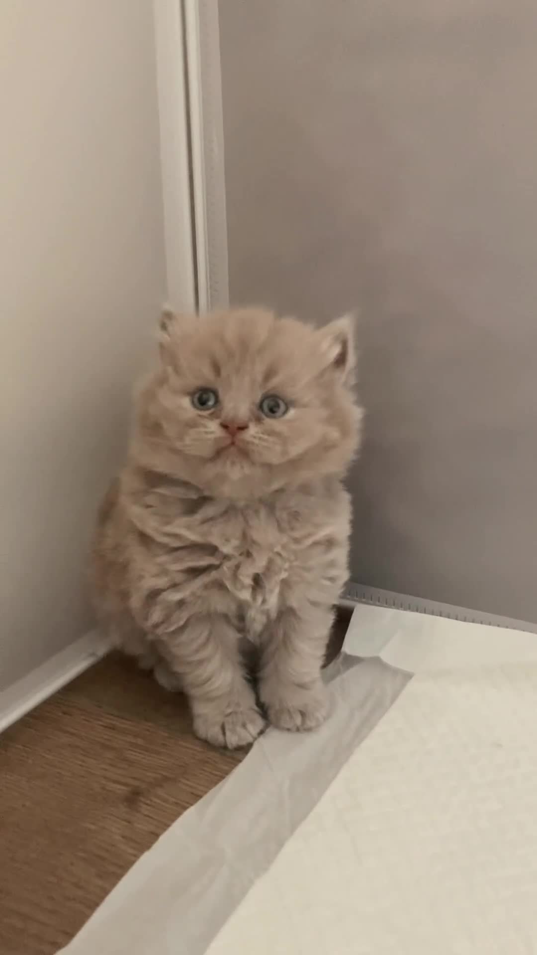 British Shorthair cats for sale: British Short Hair/ British Longhair 🐾 in Manchester - Video 1